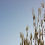 Lense-Test-Nex7-00558-2 Lense-Test-Nex7-00558-2