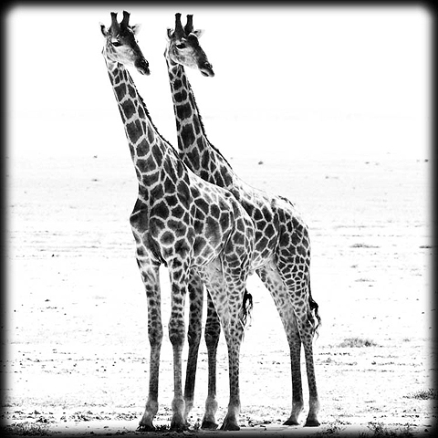 laurentbaheux01