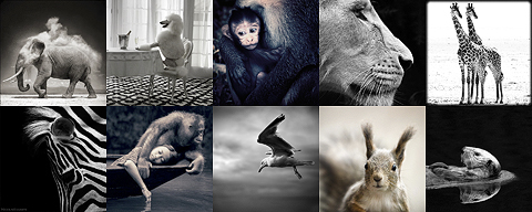 miniaturesanimaux