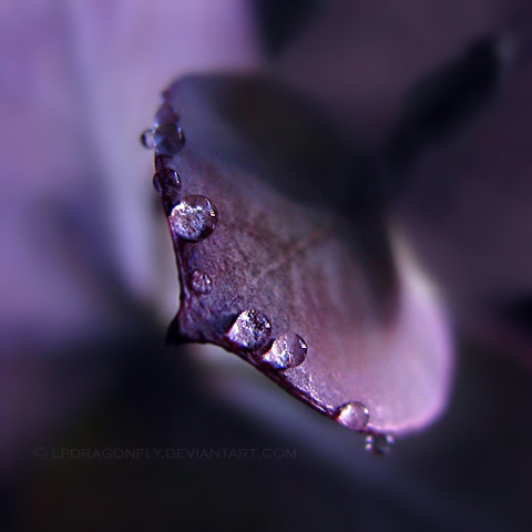 purple_rain_by_lpdragonfly purple_rain_by_lpdragonfly