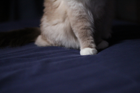 alienlebarge-1269238254