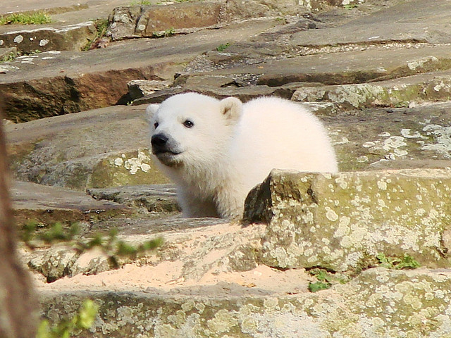 447528519_8e587cdf4d_z-1