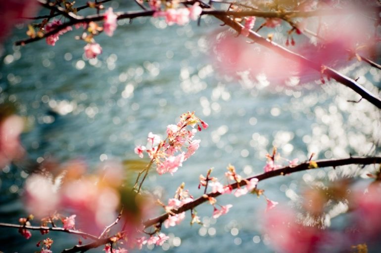 sakura-japon