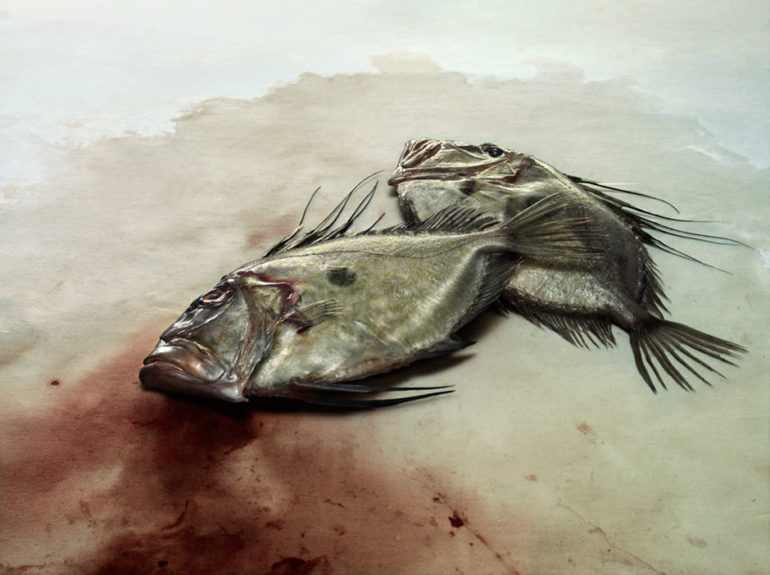 John-Dory1.jpg