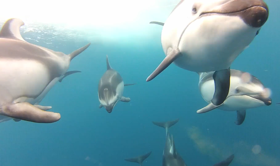 dauphins-gopro.png