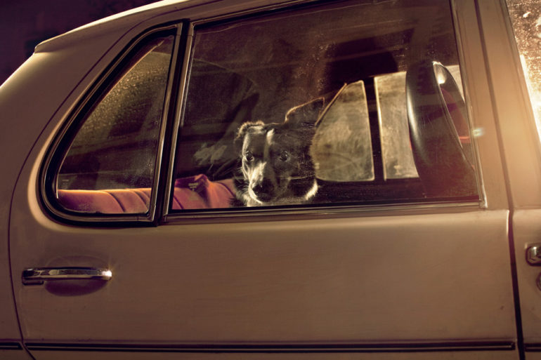 the-silence-of-dogs-in-cars-10.jpg