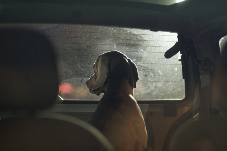 the-silence-of-dogs-in-cars-11.jpg