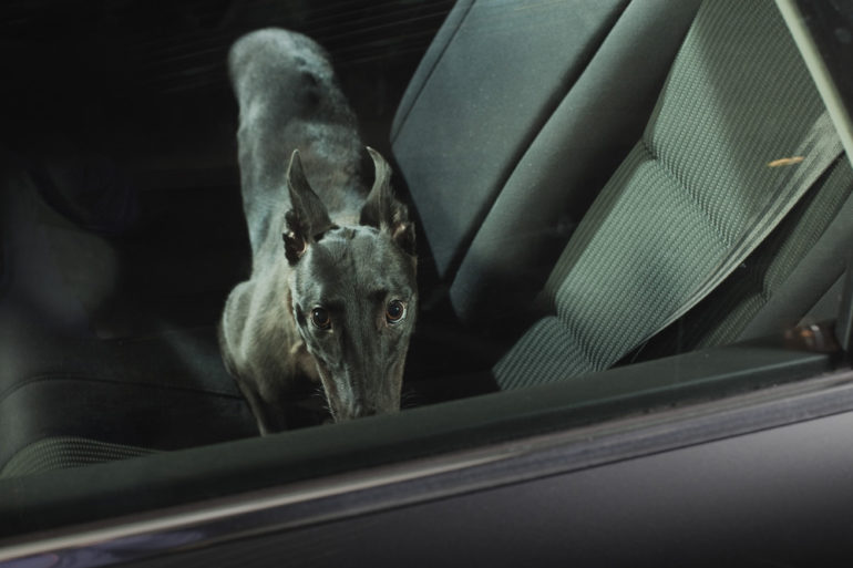 the-silence-of-dogs-in-cars-17.jpg