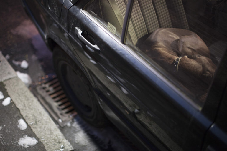 the-silence-of-dogs-in-cars-18.jpg