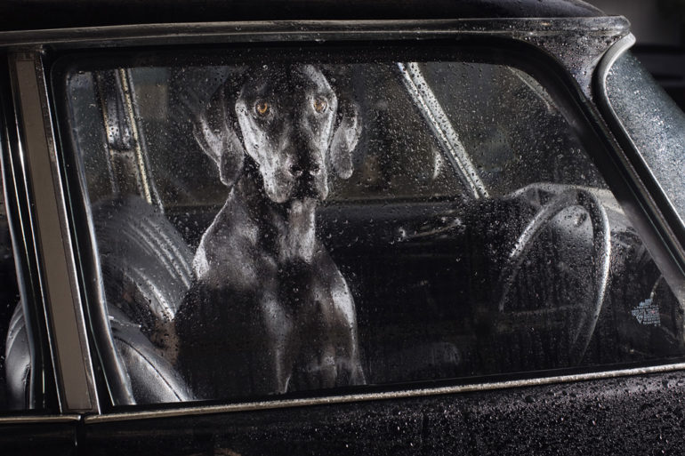 the-silence-of-dogs-in-cars-19.jpg