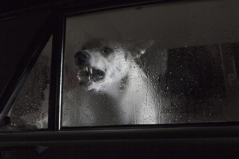 the-silence-of-dogs-in-cars-2.jpg