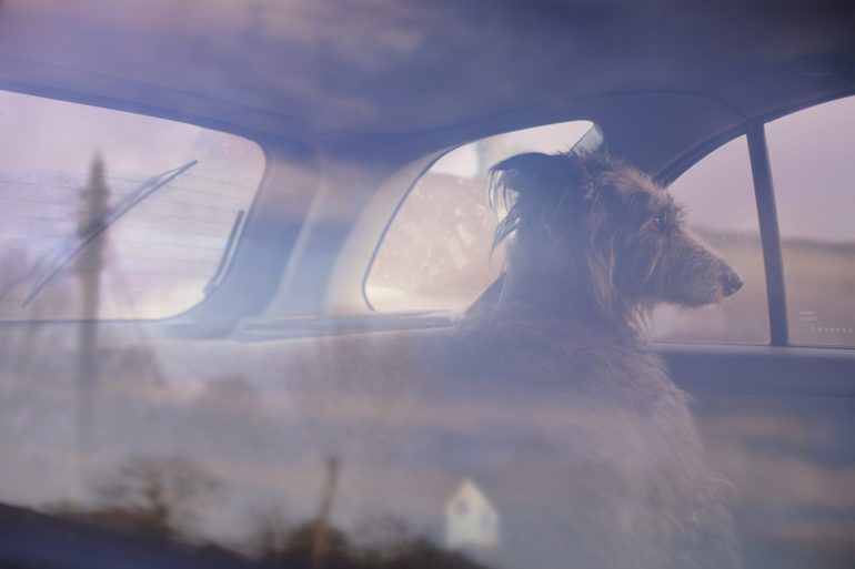 the-silence-of-dogs-in-cars-22.jpg
