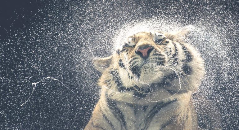 tim-flach-11.jpg