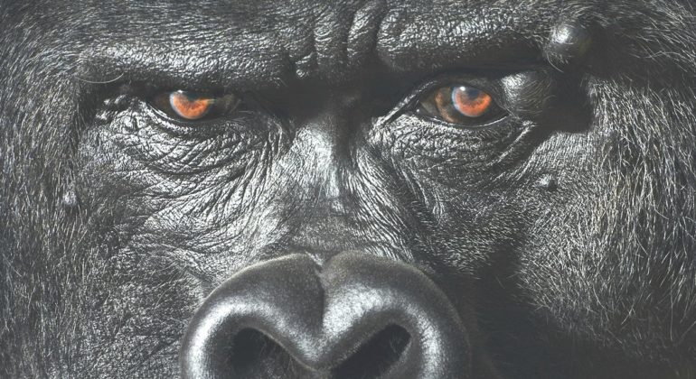 tim-flach-15.jpg