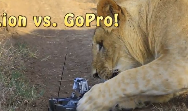 Lion-vs.-GoPro.png