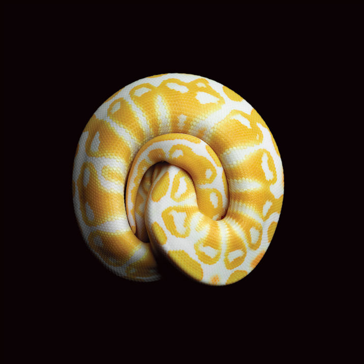 Albino-Black-Pastel-Royal-Python-Mark-Laita.jpg