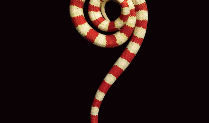 Albino-Hunduran-Milksnake-Mark-Laita-2.jpg