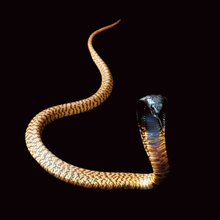 Moroccan-Cobra-Mark-Laita.jpg