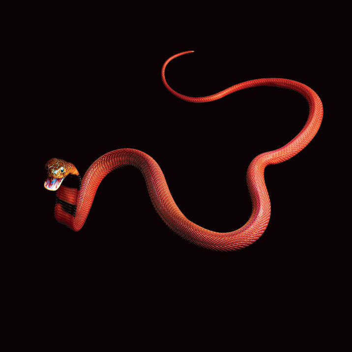 Red-Spitting-Cobra-Mark-Laita.jpg