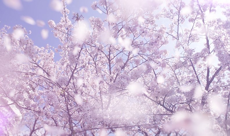 Kapoue-sakura1.jpg