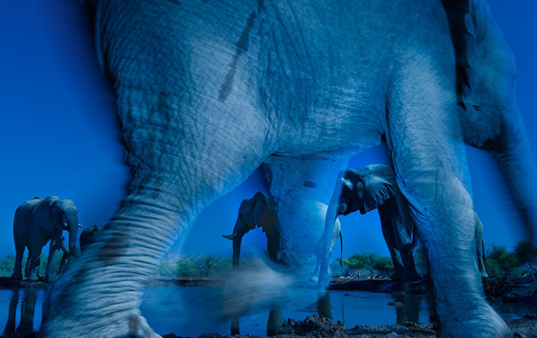 35_Greg-du-Toit-South-Africa-Essence-of-elephants.jpg