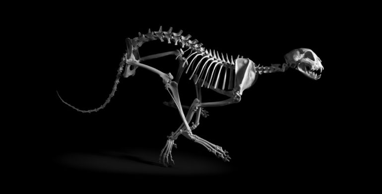 evolution-squelette-patrick-gries-02.jpg