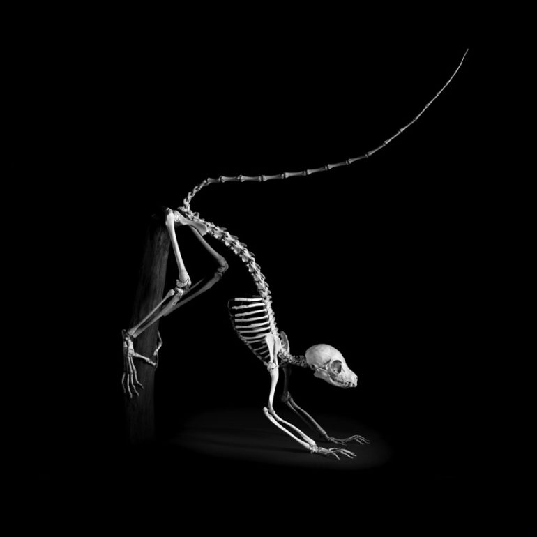 evolution-squelette-patrick-gries-05.jpg