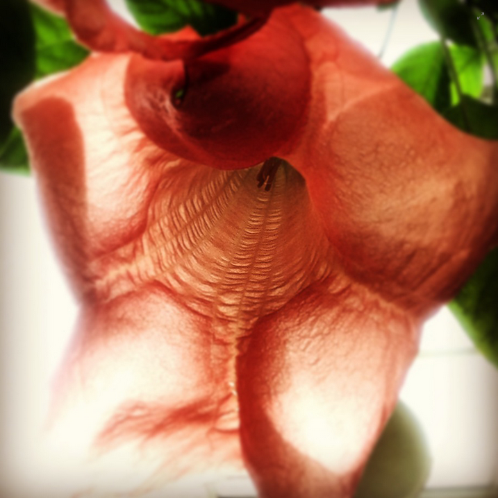 IPPAWARDS-8th-Annual-iPhone-Photography-Awards™-»-2014-Flowers.png