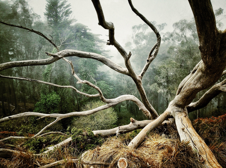 IPPAWARDS-8th-Annual-iPhone-Photography-Awards™-»-2014-Trees.png