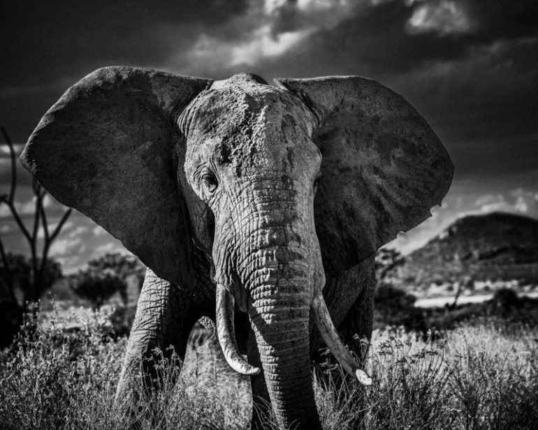ELEPHANT-BAHEUX-5402.jpg