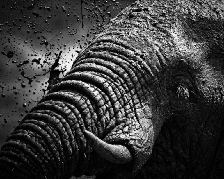 ELEPHANT-BAHEUX-7.jpg