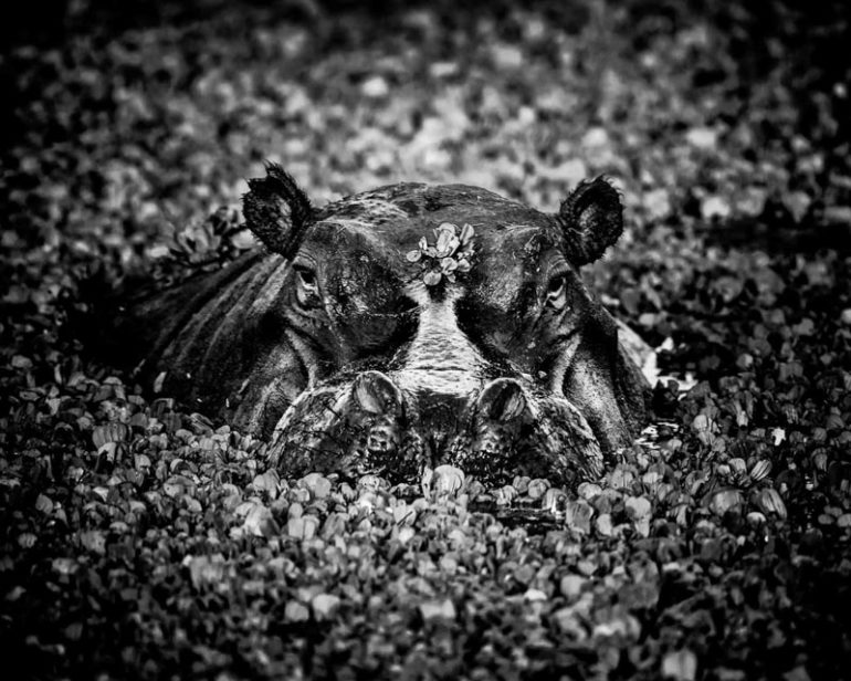 HIPPO-BAHEUX-2013.jpg