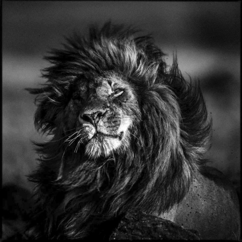 LION-BAHEUX-2-18.jpg