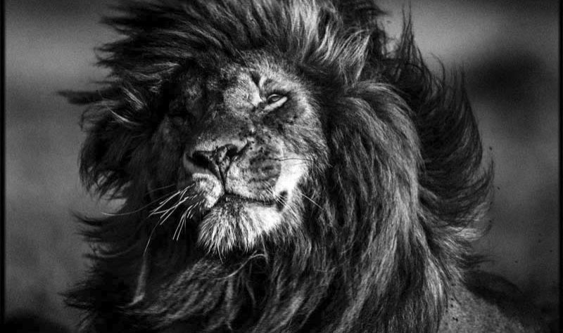 LION-BAHEUX-2-18.jpg