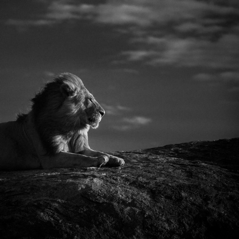 LION-BAHEUX-5243.jpg