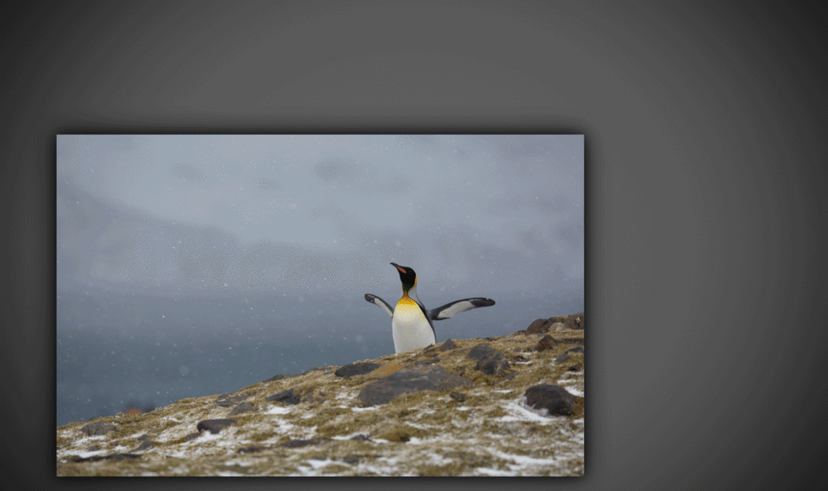 Penguin_Animation_v09.gif