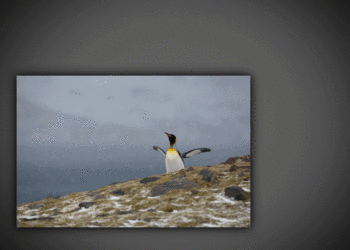 Penguin_Animation_v09.gif