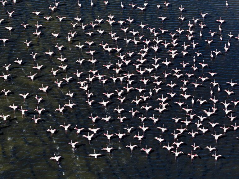 flamingo-aerial-flock-india_88858_990x742.jpg