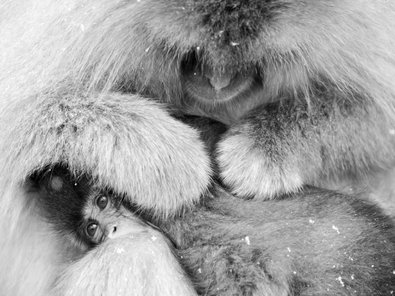 snow-monkey-mother-jigokudani_88869_990x742.jpg