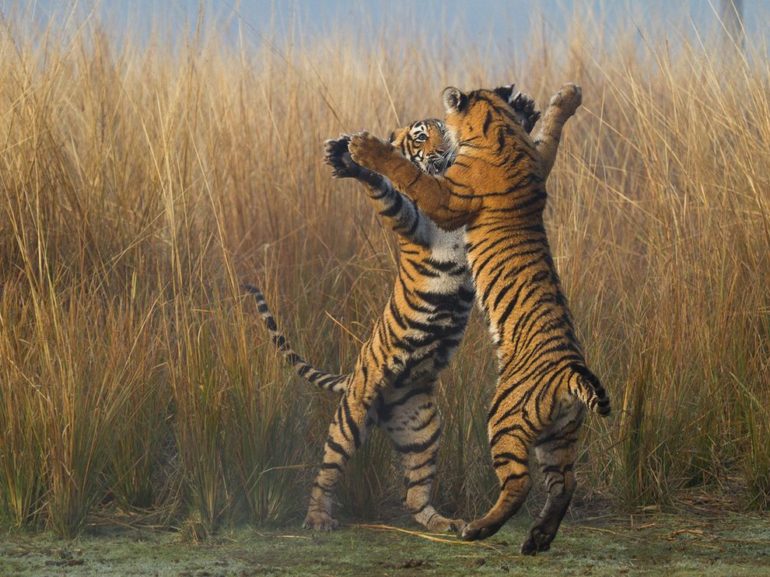 tiger-cubs-india_89337_990x742.jpg