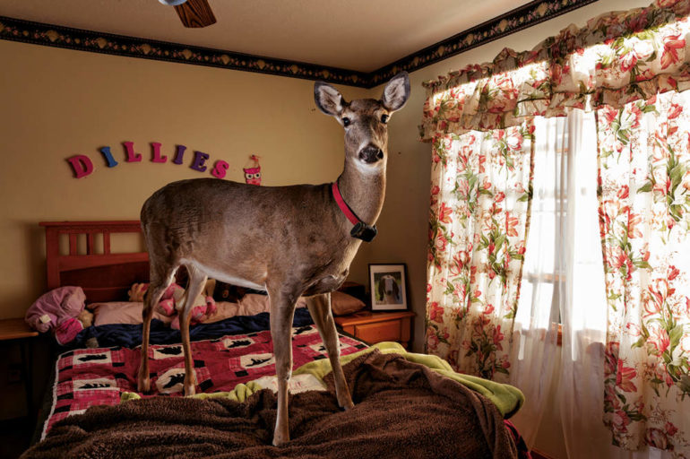 bambi-dans-mon-lit.jpg