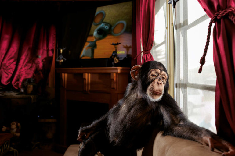 chimpanze-superstar.jpg