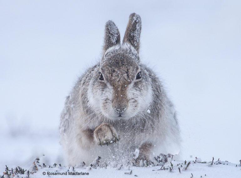 21.-Rosamund-Macfarlane-Snow-hare.jpg