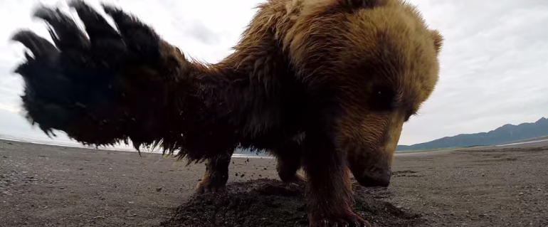 FireShot-Capture-479-GoPro_-Grizzly-Bear-Slap-YouTube_-https___www.youtube.com_watch.png