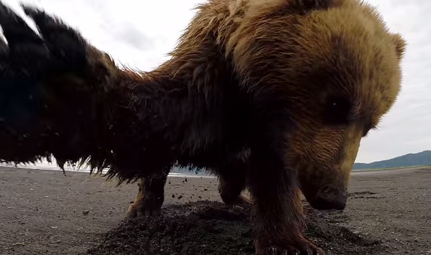 FireShot-Capture-479-GoPro_-Grizzly-Bear-Slap-YouTube_-https___www.youtube.com_watch.png