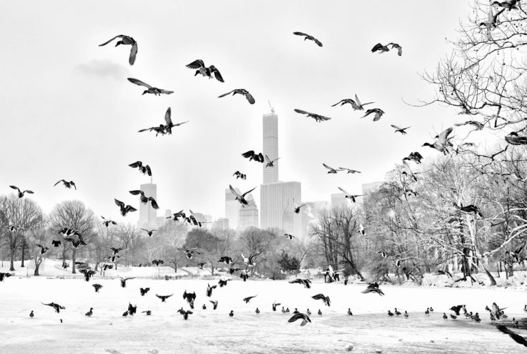 150212_Central_Park_001.jpg