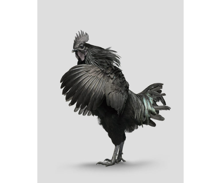 Chicken-black-0-124_1024x1024.jpg