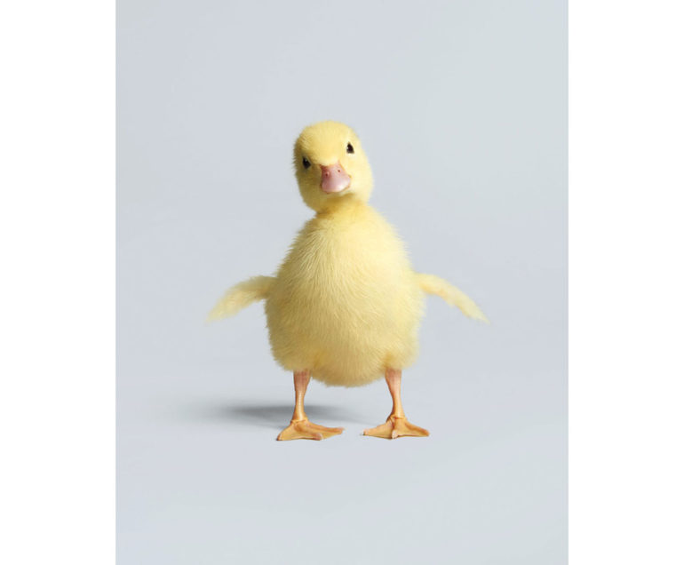 Duckling-1-184_1024x1024.jpg