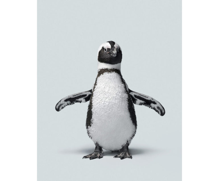 Penguin-2-403_1024x1024.jpg