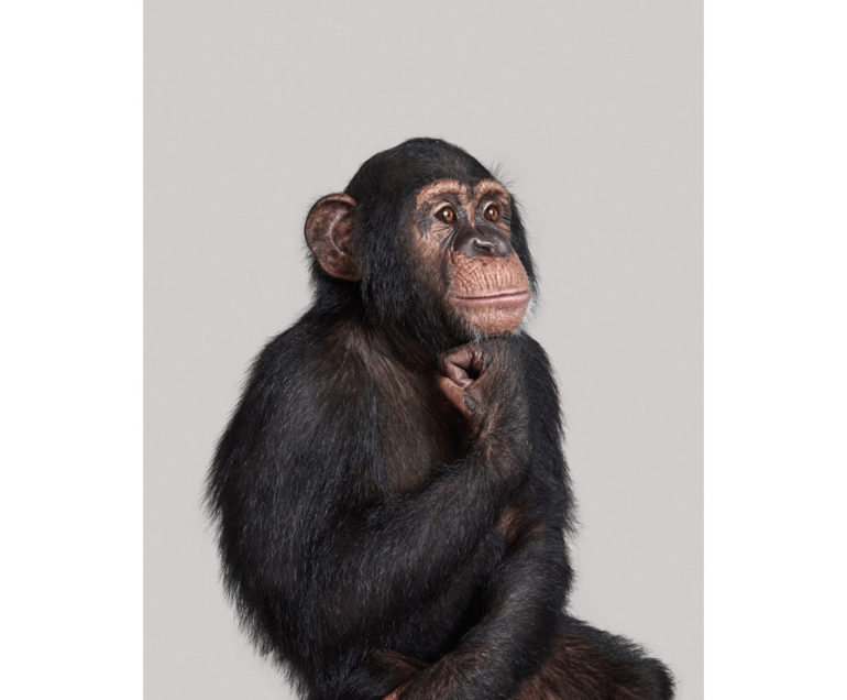 chimp-1-02_1024x1024.jpg